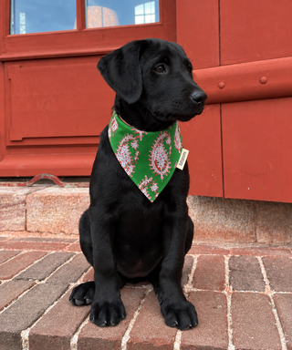 Bandana pour chien Ritchie